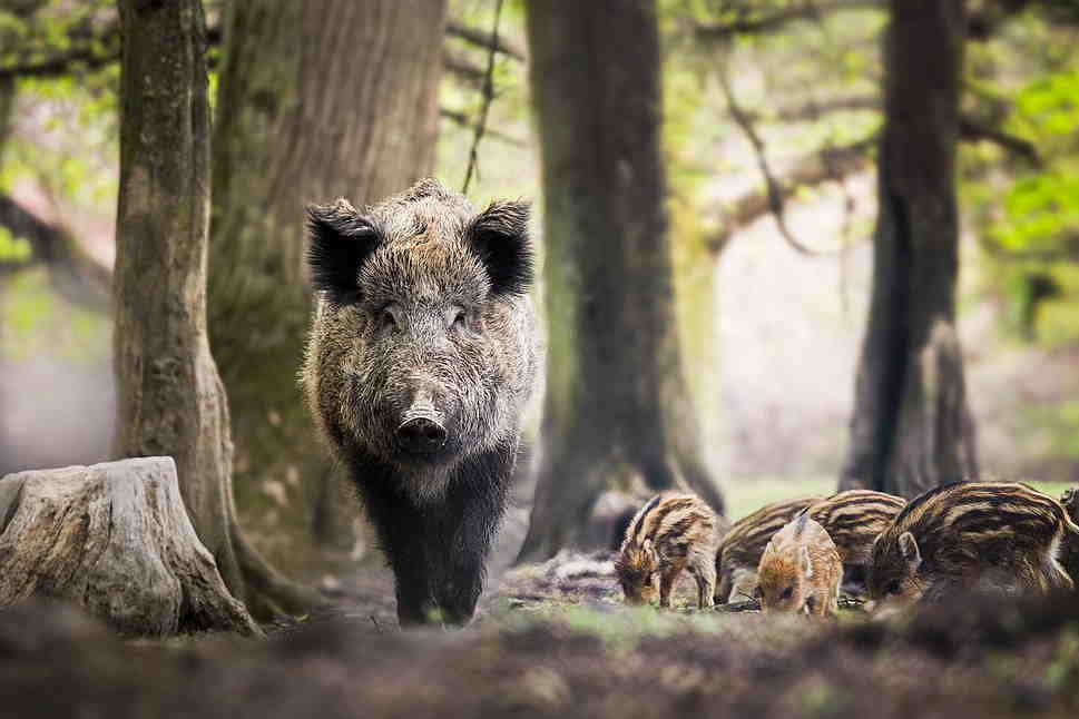Wildschwein mit Jungtieren