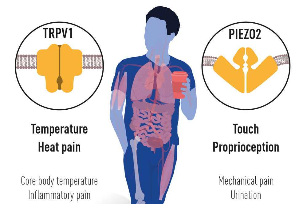 Nobelpreis 20121 für Medizin: Hitze- und Berührungssensoren der Haut