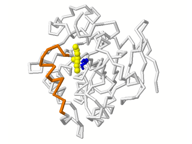 Enzym-Substrat-Komplex bei der Lipase