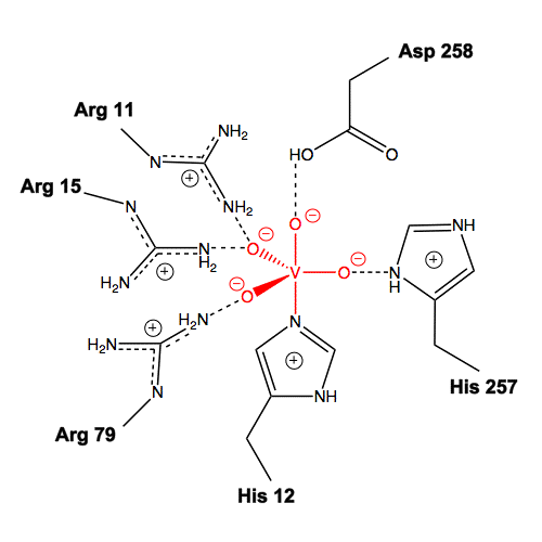 Bindungsverhältnisse zw. Inhibitor (VO<sub>4</sub><sup>3–</sup>) und aktivem Zentrum