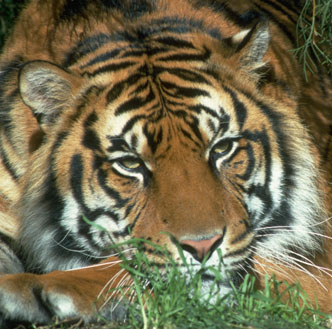 Ah - ein Tiger